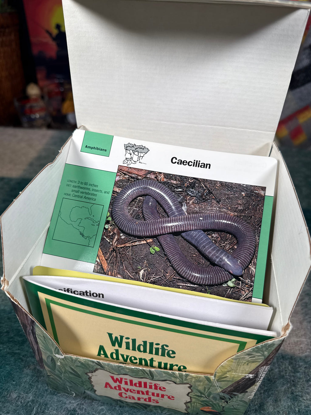 Vintage Wildlife Adventure Cards Set